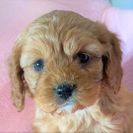 Cavapoo Puppies from Clearview Canines