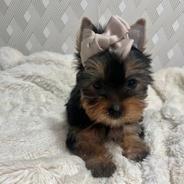 Girl 1 - Black and tan Yorkshire Terrier puppy in San Jose, California from Precious Yorkies