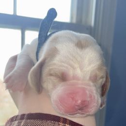 Black Collar - Lemon and white male Basset Hound puppy in Callao, Virginia from Walk The Line Basset Hounds
