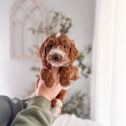 Denari - Red  male Goldendoodle puppy in Greencastle, Indiana from Willow & Co.