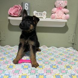Lola - Black and tan female German Shepherd puppy in Stanardsville, Virginia from Majestic K9 LLC