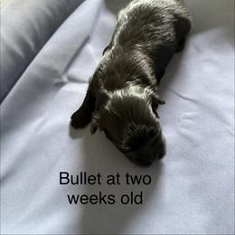 Bullet - Black male Havanese puppy in Hudson, New York from Havanese of Claverack and Hudson Valley Labradors