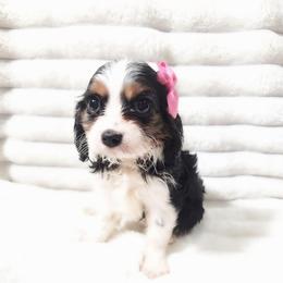 Glinda - Tri-color female Cavalier King Charles Spaniel puppy in Wilburton, Oklahoma from My Kids Kennel