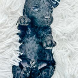 Olivia - Black female Poodle puppy in from Pink Poodles and Doodles