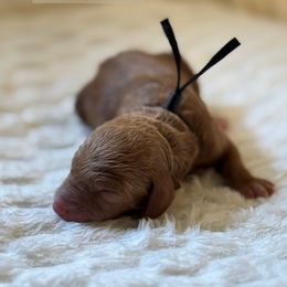 Swiss - Apricot female Goldendoodle puppy in Snohomish, Washington from Doodles of Snohomish