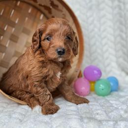 Sage - Red female Cavapoo puppy in Orrstown, Pennsylvania from Pawfect Fur Friends