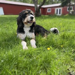 Bernedoodle, Cavapoo, and Poodle All Grown Up from Kelly Brooks