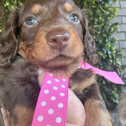 Missy - Chocolate and tan female Dachshund puppy in Smyrna, Tennessee from Dapper Doxie’s Select