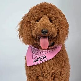 Goldendoodles from Clarksville Doodles