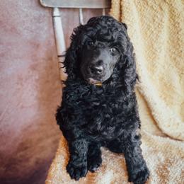 Caspian - Black male Poodle puppy in Detroit Lakes, Minnesota from Pickerel Pups