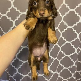 Dachshund Puppies from Dreaming of Dachshunds