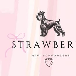 Miniature Schnauzers and Pomeranians from Strawberry Puppies