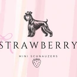 Miniature Schnauzers and Pomeranians from Strawberry Puppies