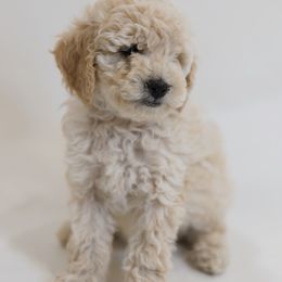 Buttercup - Cream female Goldendoodle puppy in Pleasant Grove, Utah from Canterbury Canines