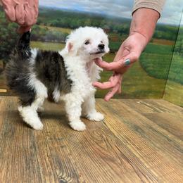 Enya's Black and White Puff Boy - Black and white male Chinese Crested puppy in Lexington, Michigan from Affinity
