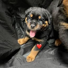 Thunder - Black and mahogany male Rottweiler puppy in Crothersville, Indiana from The Solid Rock Kennel