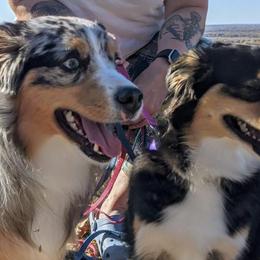 Miniature American Shepherds from Bjork Mini American Shepherds