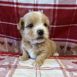 King Poseidon - Red sable male Havanese puppy in North Richland Hills, Texas from A Royal Havanese Court
