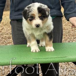Girl 4 - Blue merle female Australian Shepherd puppy in Lowell, Indiana from Bearfoot Aussies and Tollers