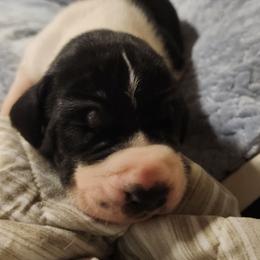 Mantle male - Mantle male Great Dane puppy in Gig Harbor, Washington from Lakaya Danes