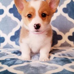 American Corgi and Pembroke Welsh Corgi Puppies from Whimsical Treasure Corgis