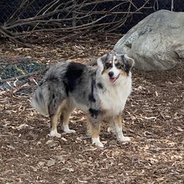 Retta - Australian Shepherd