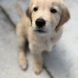 Boy 2 - male Golden Retriever puppy in Jacksonville, Florida from Novas Golden Puppies
