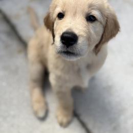 Boy 2 - male Golden Retriever puppy in Jacksonville, Florida from Novas Golden Puppies