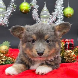 Leonard (Rumble) - Blue male Pembroke Welsh Corgi puppy in Dickeyville, Wisconsin from J&R Shepherds & Corgis