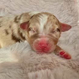 Boy 3 - Red merle male Australian Shepherd puppy in Ramona, California from Blue Moon Aussies