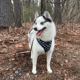 Nala - Blue female Pomsky puppy in Sanbornton, New Hampshire from Kristie’s Husky Haven