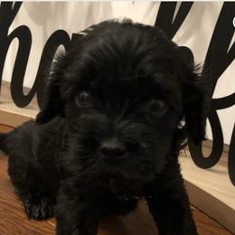 Cavapoo puppies from Wee-1 Cavapoos