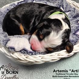 Green Collar - Tri-color male Bernedoodle puppy in Jackson, Michigan from A Star is Born Doodles