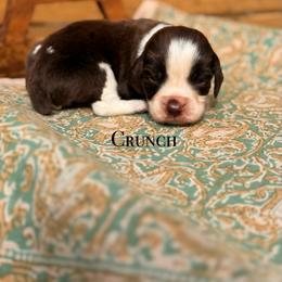 Crunch - Liver and white male English Springer Spaniel puppy in Uvalda, Georgia from Willow Creek Farms