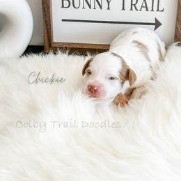Boy 4 - Goldendoodle puppy in Glendora, California from Colby Trail Doodles