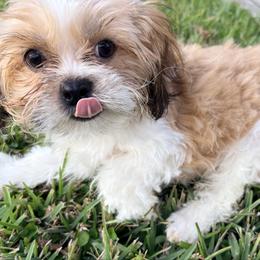 Buddy - Red and white male Shih Tzu puppy in Saint Johns, Florida from BEH Puppies LLC