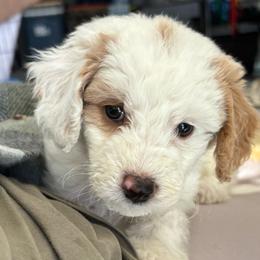 Hazel(nut) (girl, Turquoise collar) - Parti female Goldendoodle puppy in Guntersville, Alabama from Carefree Goldendoodles