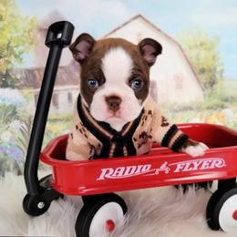 Boston Terrier Puppies from Our Gang Bostons