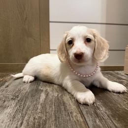 Betty- ee cream piebald pet only - Cream female Dachshund puppy in Muldrow, Oklahoma from Sassy Sausage Dogs