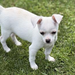 Billy - Cream and white male Chihuahua puppy in Amity, Pennsylvania from Rhoda and Verna