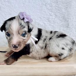 Purple collar - Blue merle female Aussiedoodle puppy in 32046, Florida from River Hill Ranch