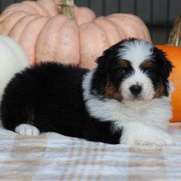 Marshmallow Wand - Black tri-color female Australian Shepherd puppy in Circleville, Utah from Canyon Creek Aussies