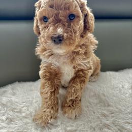Scarlet - Apricot female Goldendoodle puppy in New Britain, Connecticut from Goldendoodles Yorkiepoo Stars CT