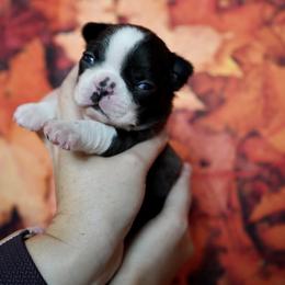 Boston Terrier Puppies from Piper Hill Bostons