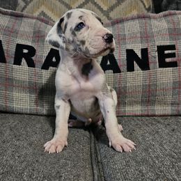 Zen - Harlequin female Great Dane puppy in Jerusalem, Arkansas from Mara Danes
