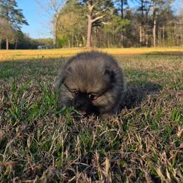 Orange sable boy - Orange sable male Pomeranian puppy in Creswell, North Carolina from Grace's Poms🐾💕