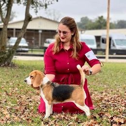 Beagles from BEARs Beagles