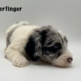Butterfinger - Merle male Goldendoodle puppy in Milford, Pennsylvania from Doodles Are Golden