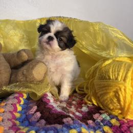 Bernie - Sable and white male Japanese Chin puppy in Kealakekua, Hawaii from A few of my favorite Japanese Chins