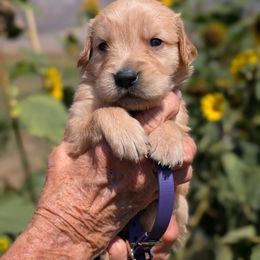 Miss Swiss - Golden female Golden Retriever puppy in Cody, Wyoming from Bliss Creek Goldens